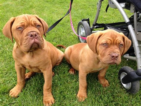 DDBS is defined as Dogue De Bordeaux Society somewhat frequently. . Dogue de bordeaux for sale ny
